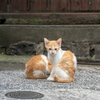 近隣繁華街のねこさん