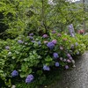 野生イノシシとあじさい☔雨の太平山神社「あじさいまつり」