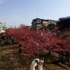 デジカメ徒然草　淀の河津桜