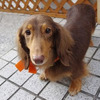 ＜Thanks!2011.01＞No.139 デイジー（Mダックス ♀ 4〜6歳)