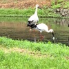 【観光レポ】豊岡・コウノトリの郷公園