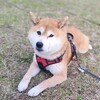 春の不動柴コレクション