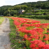 のどかな場所にあった彼岸花群生　大分県豊後高田市中真玉