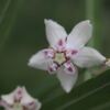 フウセントウワタ・4～花