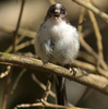隣の隣の県に鳥を見に行った日記（２０２４　０５１８）その３。最終回