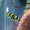 完全淡水ミドリフグ 嘘じゃないよね 熱帯魚 水草 昆虫 飼育データあれこれ