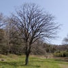 カキノキのある風景