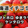 北海道イチゴ５種食べ比べ！幻のサトホロに新種ゆきララ