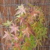 モミジの紅葉十月下旬