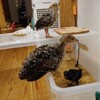 七面鳥の飼育　上へ上へ