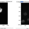 【CellProfiler】細胞内の粒子(ドット状の局在)を画像解析する