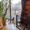 朝から番犬気取り