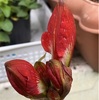 アマリリスもうすぐ開花！