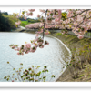 袖ケ浦公園 見納めのヤエザクラ