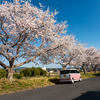 キャンバスと桜の木の下で