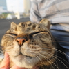 4月後半の散歩 #ねこ #cat #猫 その1