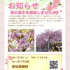 桜の苗木を植樹しませんか？　3月2日（土）9時より　自治会館横の宮ノ下公園にて--再掲