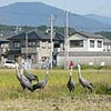 ナベヅル13羽飛来（和歌山県上富田町）