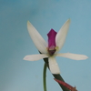  Leptotes bicolor`Ayumi'   SSM/JOGA.  