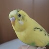 インコのダミ声の正体