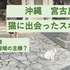 沖縄、宮古島の猫スポット。漲水御嶽では神社の守り猫に出会えるかも