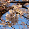 名古屋・愛知の桜2015まとめ