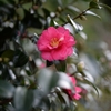 椿＿花だより＿横浜三溪園