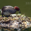 鳰（カイツブリ）