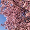 近所でお花見。持って行くと便利なもの