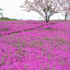 芝桜を上手く撮るTips