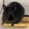 くろごまあん二世 352日目
