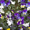ビオラの寄せ植え