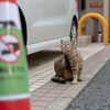 近隣繁華街のねこさん