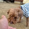 老犬ホームあん｜新人さん ハナ^^