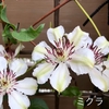10月中旬のクレマチス たち