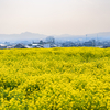 菜の花と二上山　１点