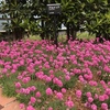 アルメリア