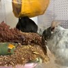くろごまあん二世 67日目