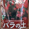 ミニバラ🌹　植え替え