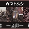 カブトムシ 　交尾→産卵→孵化