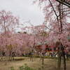 【平安神宮】神苑のしだれ桜満開！左近の桜や桜おみくじまで春満喫♪