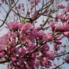 桜が満開🎵🌸