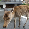 京都とその周辺ビール巡りの旅 2020年10月④「四日目。雨の奈良」