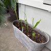 土に植えた「スーパーで買った生姜」、すくすく成長しております
