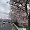 喜多方の日中線の枝垂れ桜サイクリング