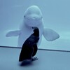 ベルーガとペンギンの神コラボ