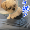 パパさんが帰ってきた？