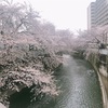 冬と春の共演＼(^o^)／