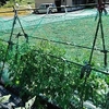 今日は、トマトにネットを張る　ついでに　ぐいびも採る