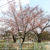 石内さくら公園の日立紅寒桜・・